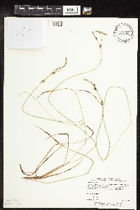Carex stricta image