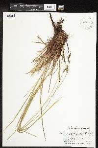 Carex stricta image