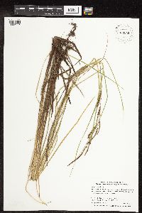 Carex stricta image