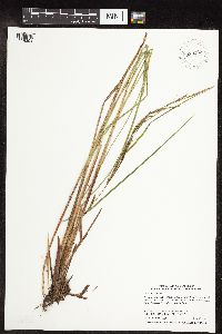 Carex stricta image