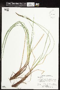 Carex stricta image