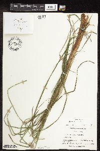Carex stricta image