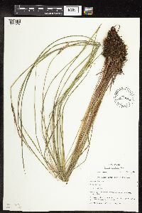 Carex stricta image