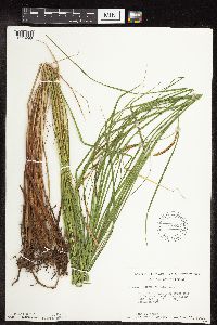 Carex stricta image