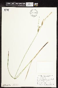 Carex stricta image