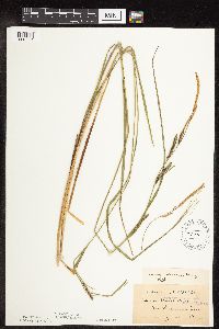 Carex stricta image