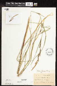 Carex stricta image