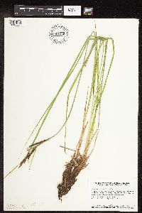 Carex stricta image