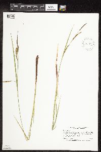 Carex stricta image
