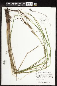 Carex stricta image