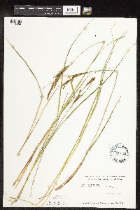 Carex stricta image