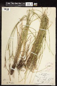 Carex stricta image