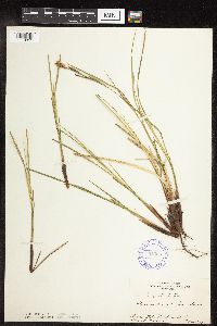 Carex stricta image