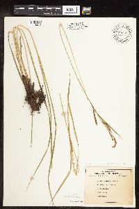 Carex stricta image