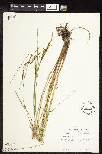 Carex stricta image