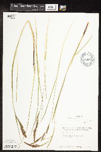 Carex stricta image