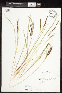 Carex stricta image
