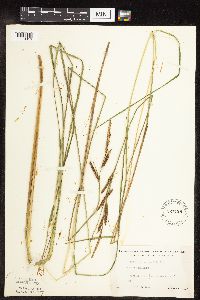 Carex stricta image