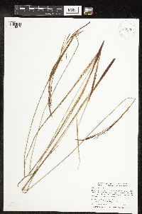 Carex stricta image
