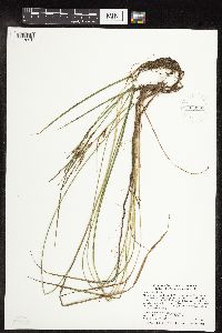 Carex stricta image
