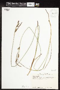 Carex stricta image