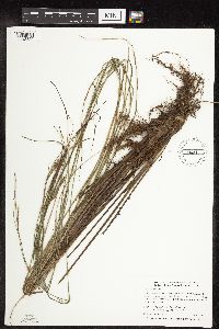 Carex stricta image