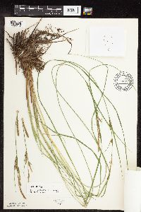 Carex stricta image