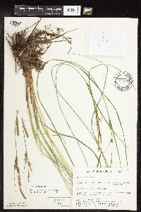 Carex stricta image