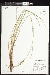 Carex stricta image