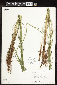 Carex stricta image