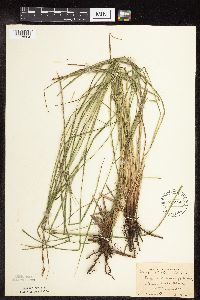 Carex stricta image