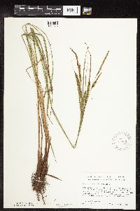 Carex stricta image