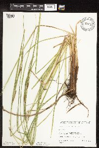 Carex stricta image