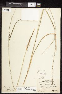 Carex stricta image