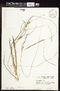 Carex stricta image