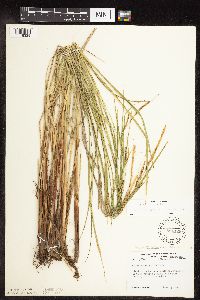 Carex stricta image