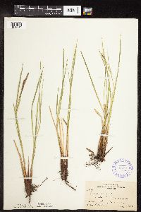 Carex stricta image