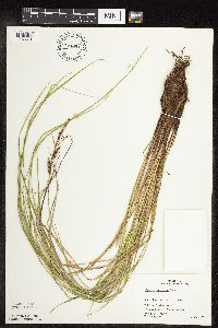 Carex stricta image