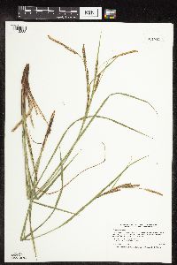 Carex stricta image