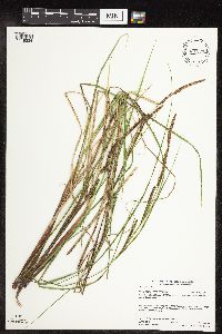 Carex stricta image