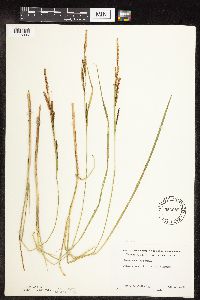 Carex stricta image