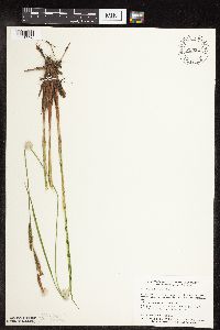 Carex stricta image