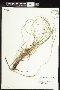 Carex stricta image