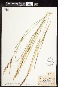 Carex stricta image