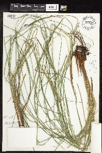 Carex stricta image