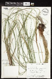 Carex stricta image