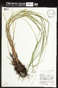 Carex stricta image
