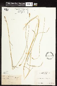 Carex subfusca image