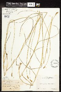 Carex subfusca image
