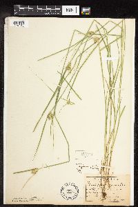 Carex sychnocephala image